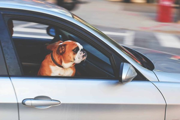 Quelle est la meilleure façon de transporter des animaux de compagnie en voiture ?
